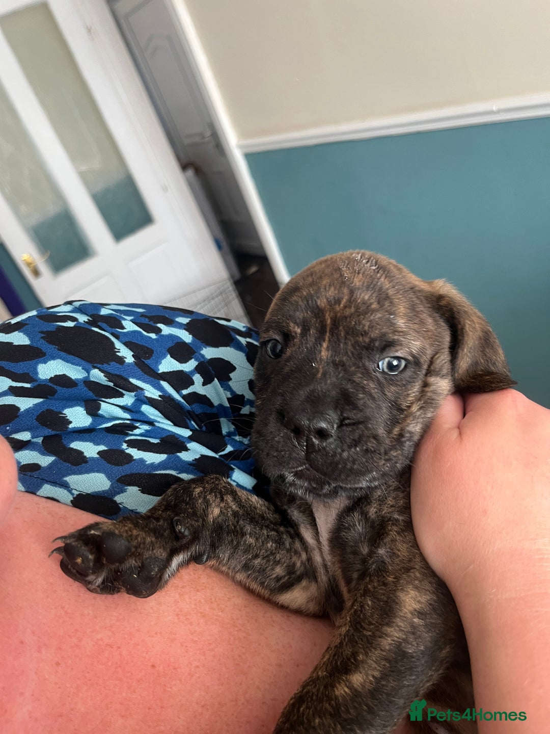 Mixed Breed dogs for sale: MastiffxCane Corso puppies⭐️Ready Now!! - Image 26
