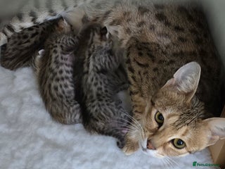 Savannah cats F3 Tica Registered Savannah Kittens - Advert 6