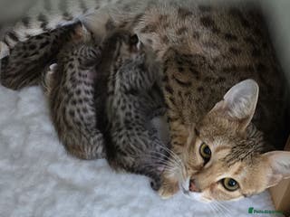 Savannah cats F3 Tica Registered Savannah Kitten - Cinnamon girl - Advert 2