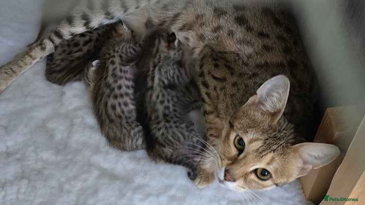 Savannah cats - Advert 1