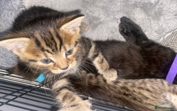 Bengal cats for sale: Litter of five stunning bengal/tabby mix kittens  - Image 8