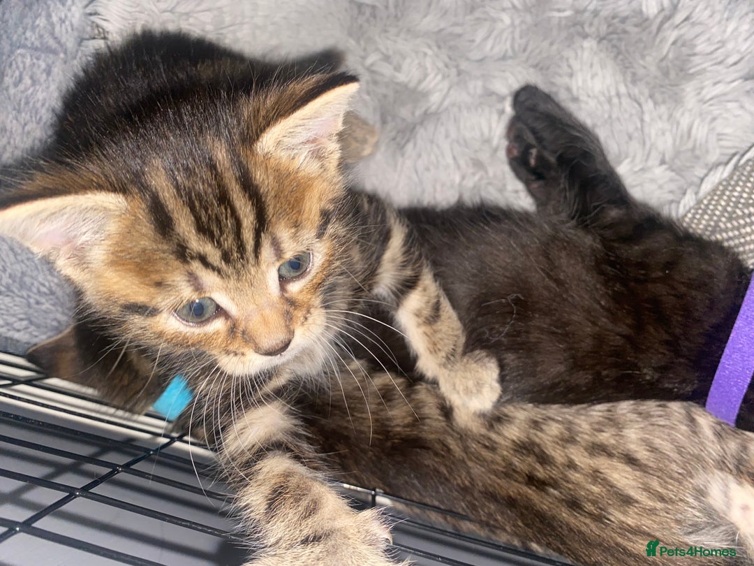 Bengal cats for sale: Litter of five stunning bengal/tabby mix kittens  - Image 8