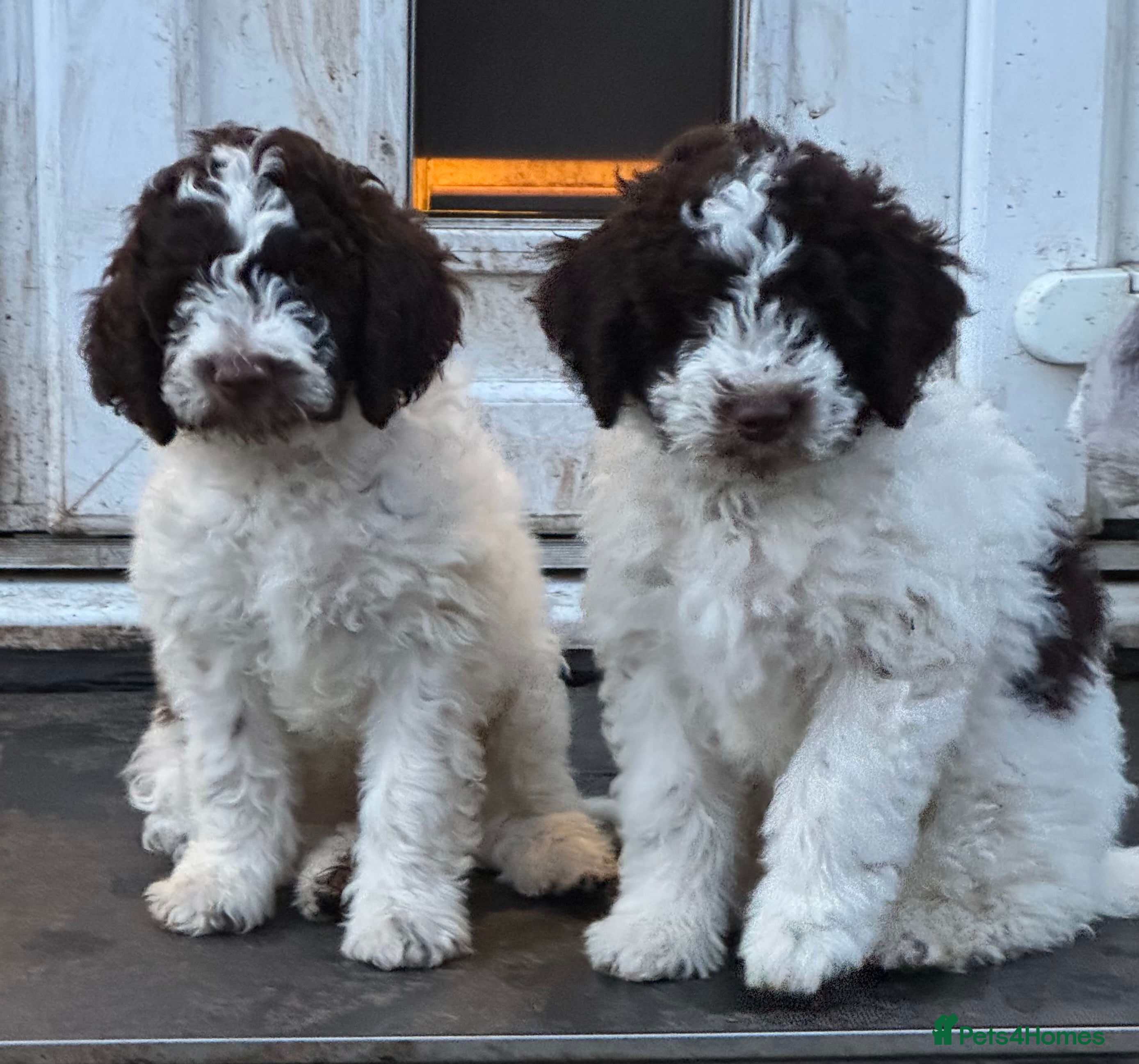 Lagotto Romagnolo dogs Lagotto Romagnolo Pups – Only two males available - Advert 1