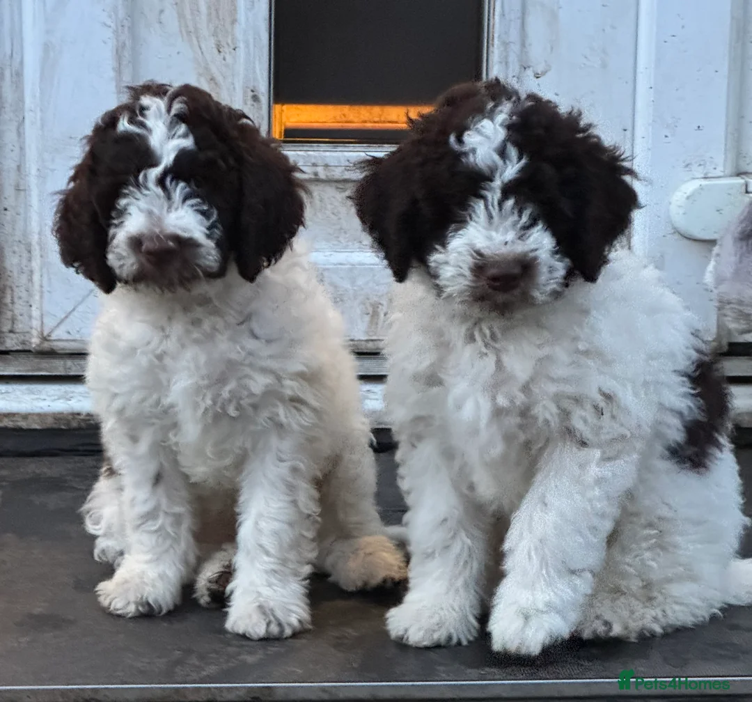 Lagotto Romagnolo dogs for sale: Lagotto Romagnolo Pups – Only two males available - Advert 2