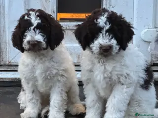 Lagotto Romagnolo dogs Lagotto Romagnolo Pups – Only two males available - Advert 2
