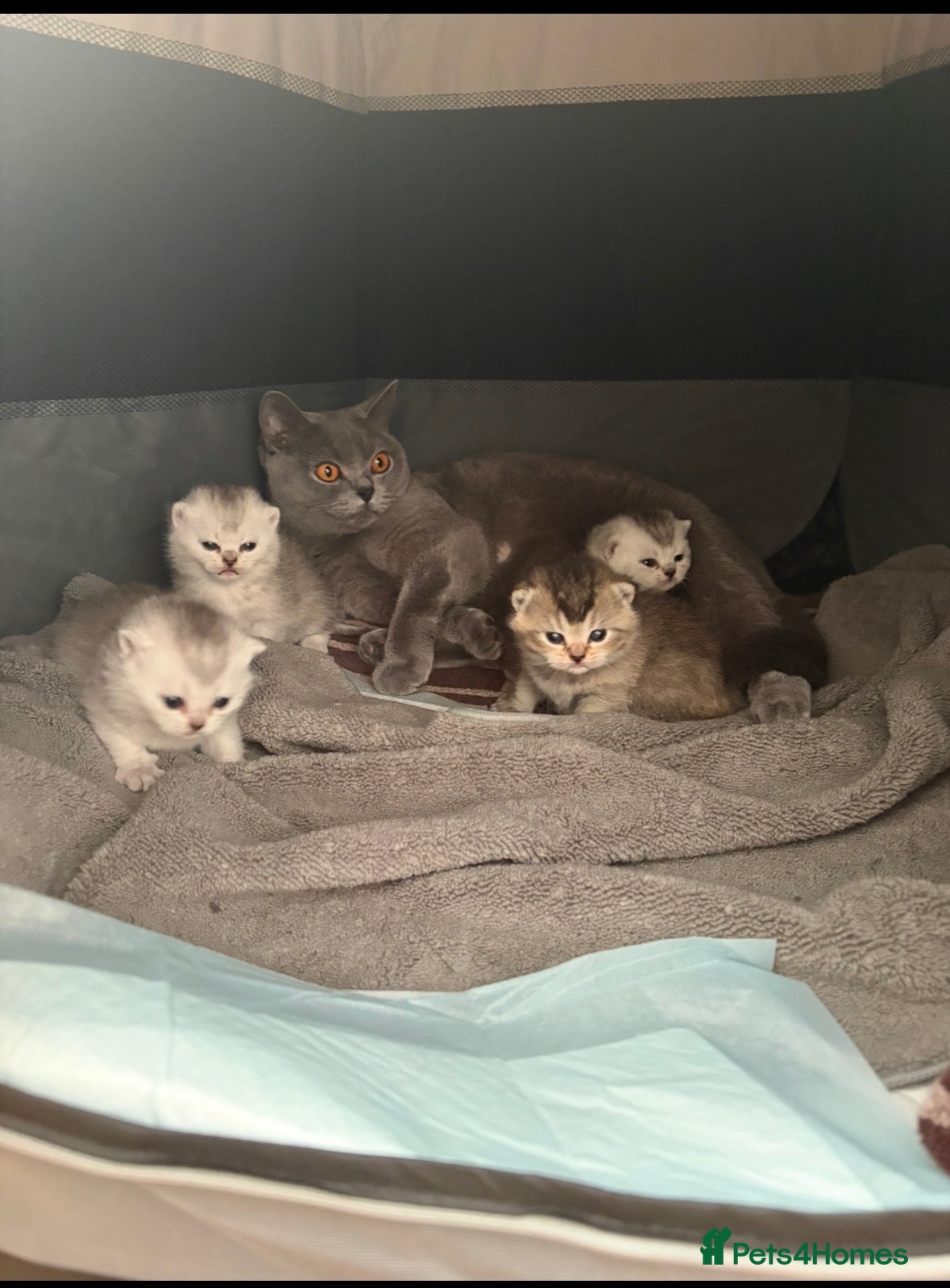 British Shorthair cats 4 british shorthair kittens - Advert 1