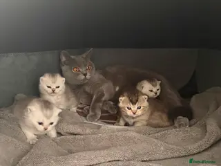 British Shorthair cats 4 british shorthair kittens - Advert 1