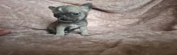 Chihuahua dogs for sale: 4 Tiny Apple head Chihuahuas  - Advert 13