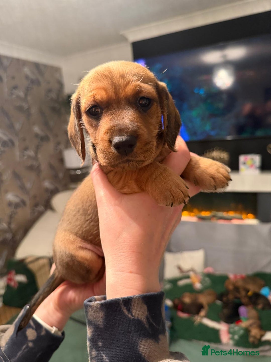 Dachshund dogs for sale: Tekel (wire haired dachshund) READY TO GO NOW - Advert 25