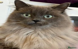 Ragdoll cats for sale: Gentle Male Ragdoll 4 years old (Indoor) - Image 4
