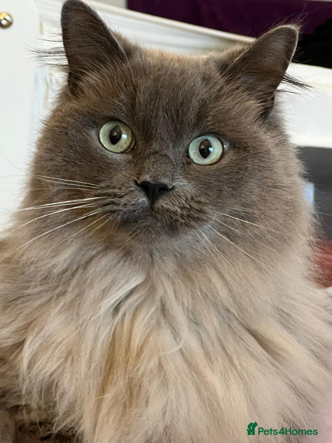 Ragdoll cats for sale: Gentle Male Ragdoll 4 years old (Indoor) - Image 4