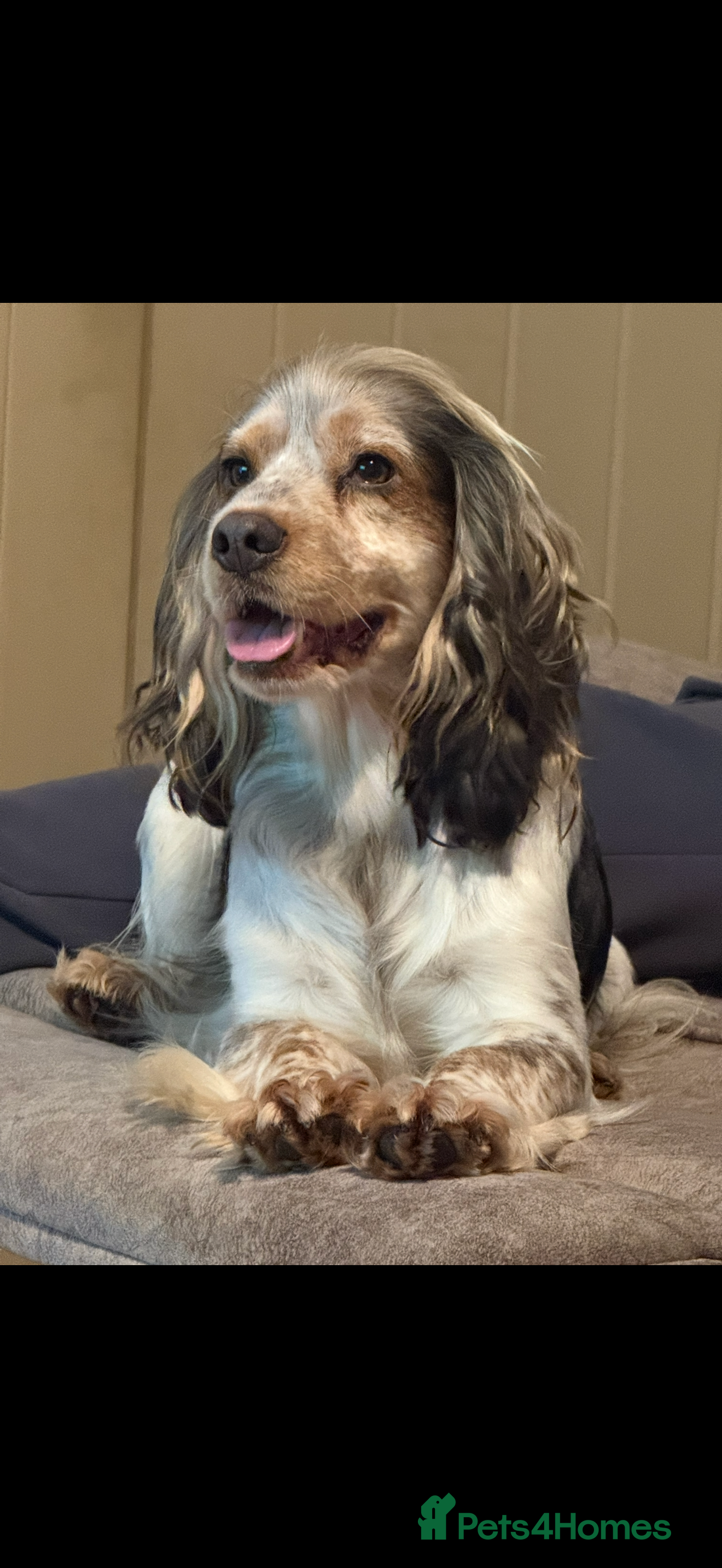Buddy show cocker 