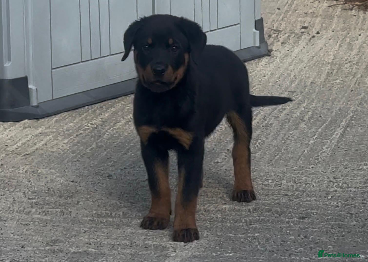 Rottweiler dogs Rottweiler Pups ready to leave 1 girl left  - Advert 1