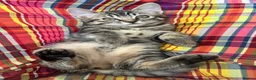 Mixed Breed cats for sale: Stunning bundle of Tiffanie cross kittens in Norwich - Advert 5