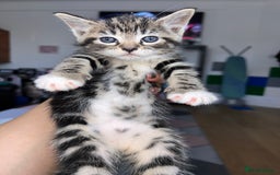 European cats for sale: Tabby kitten 8 week  - Image 2