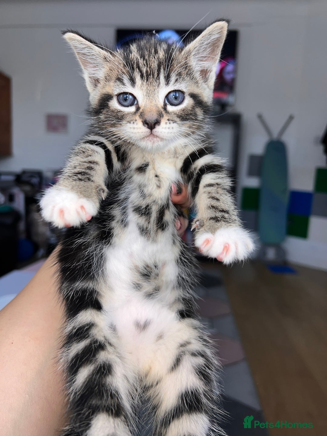 European cats for sale: Tabby kitten 8 week  - Image 2