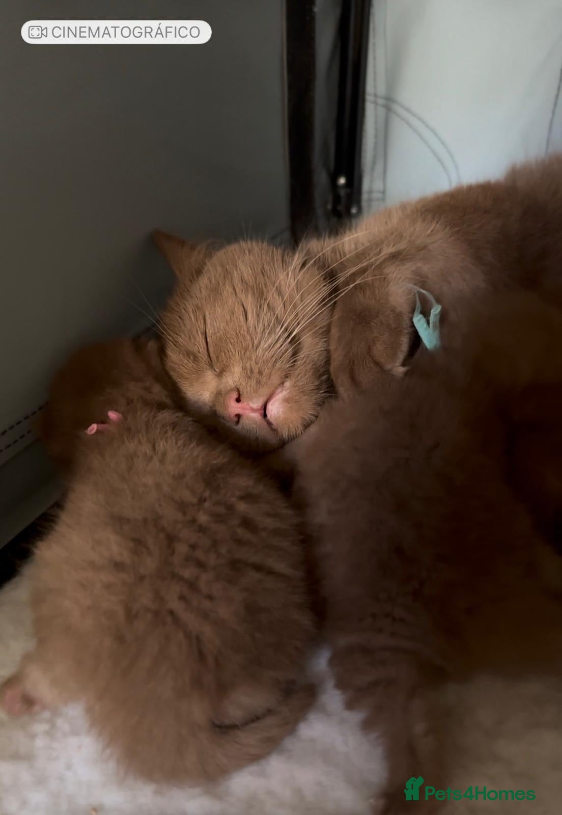 British Shorthair cats 3 British shorthair boys for sale  - Advert 1