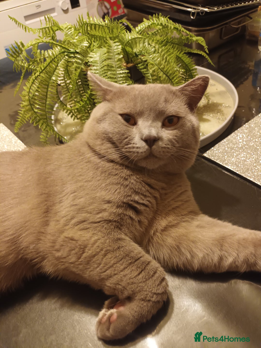 British Shorthair cats for sale: GCCF& TICA  Active Registered Chubby lilac boy - Advert 8