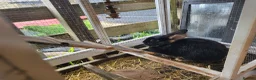 Mixed Breed rabbits for sale: Mixed breed rabbits in Bridgend - Advert 8