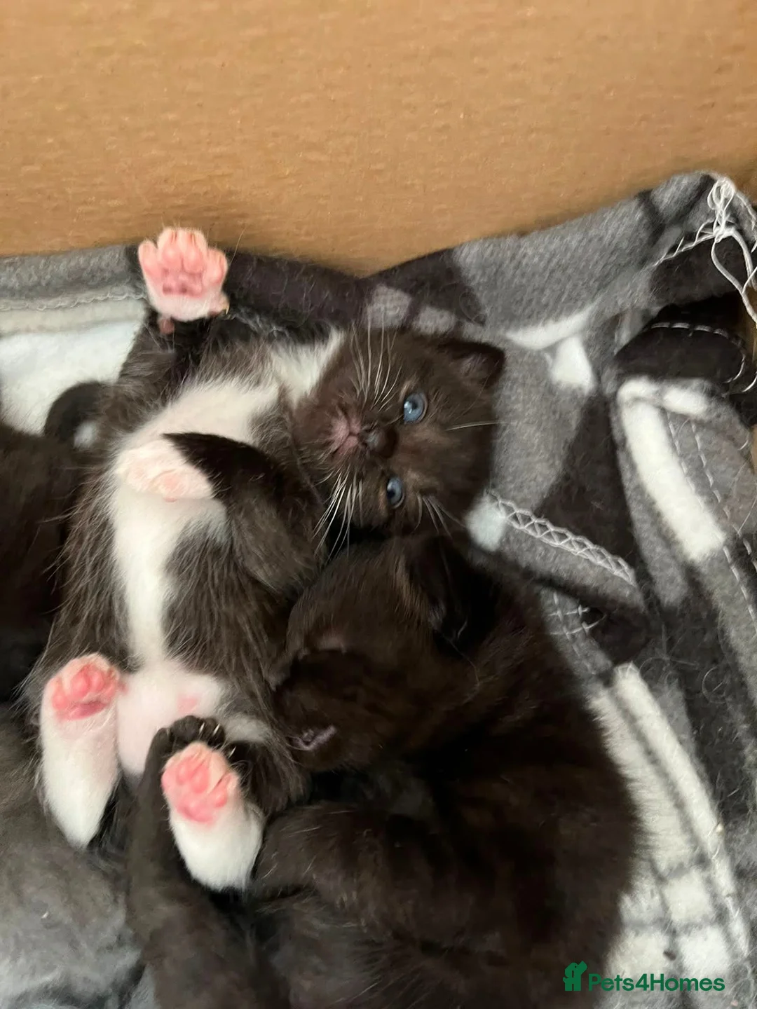 Ragdoll cats for sale: Ragdoll mixed breed in Chorley - Advert 2