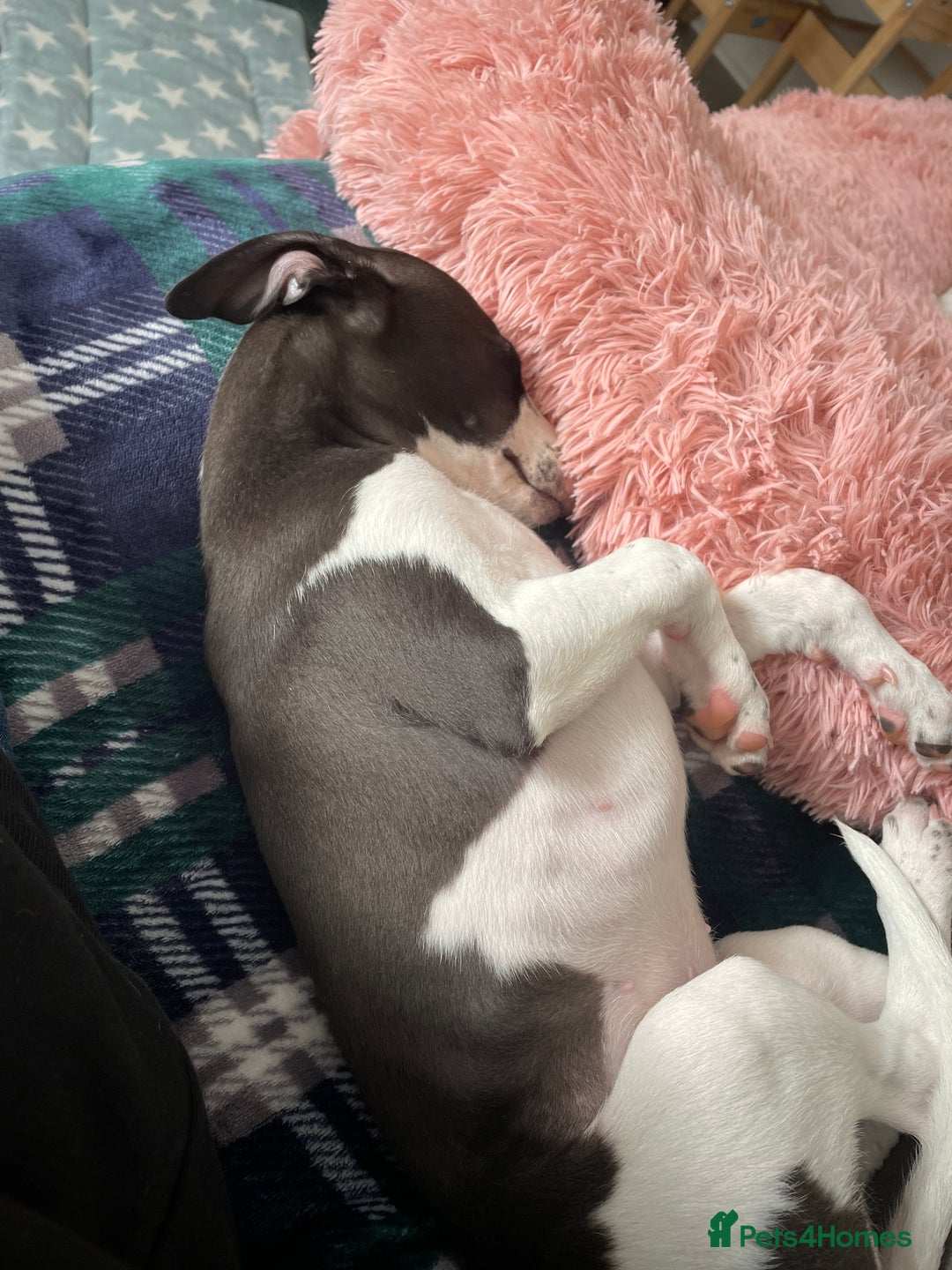 Whippet dogs for sale: KC Registered Whippet Puppies - Image 14