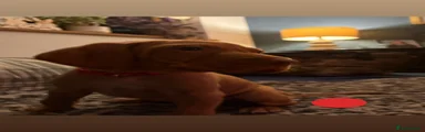 Hungarian Vizsla Puppy 3