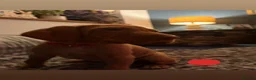Hungarian Vizsla dogs for sale: LOVINGLY HANDLED WH HUNGARIAN vizsla puppies - Advert 30
