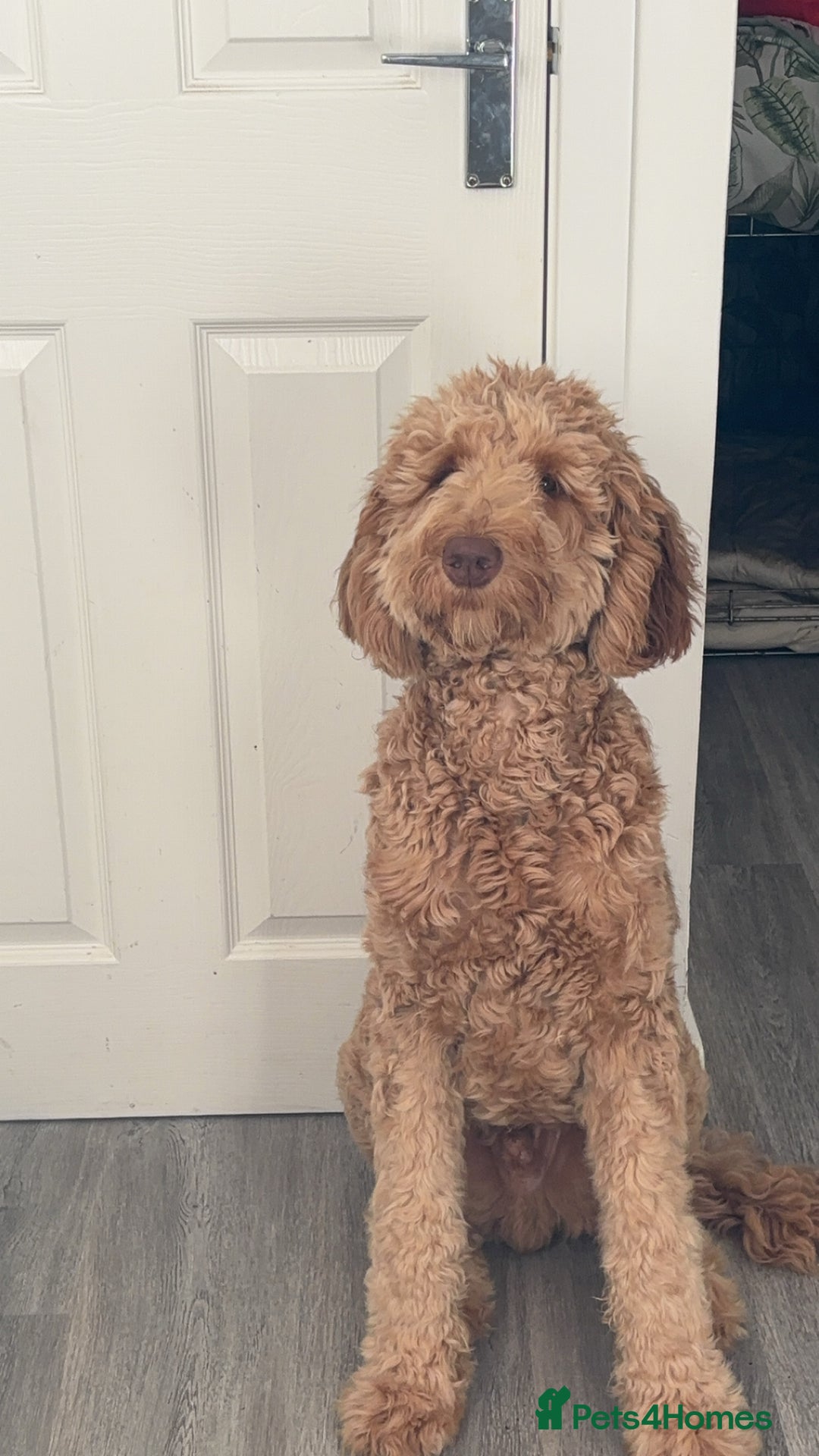 Labradoodle dogs for sale: Teddie  - Advert 3