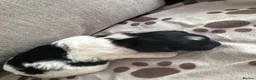 Mixed Breed dogs for sale: Springer-Poo puppies READY NOW. - Advert 33