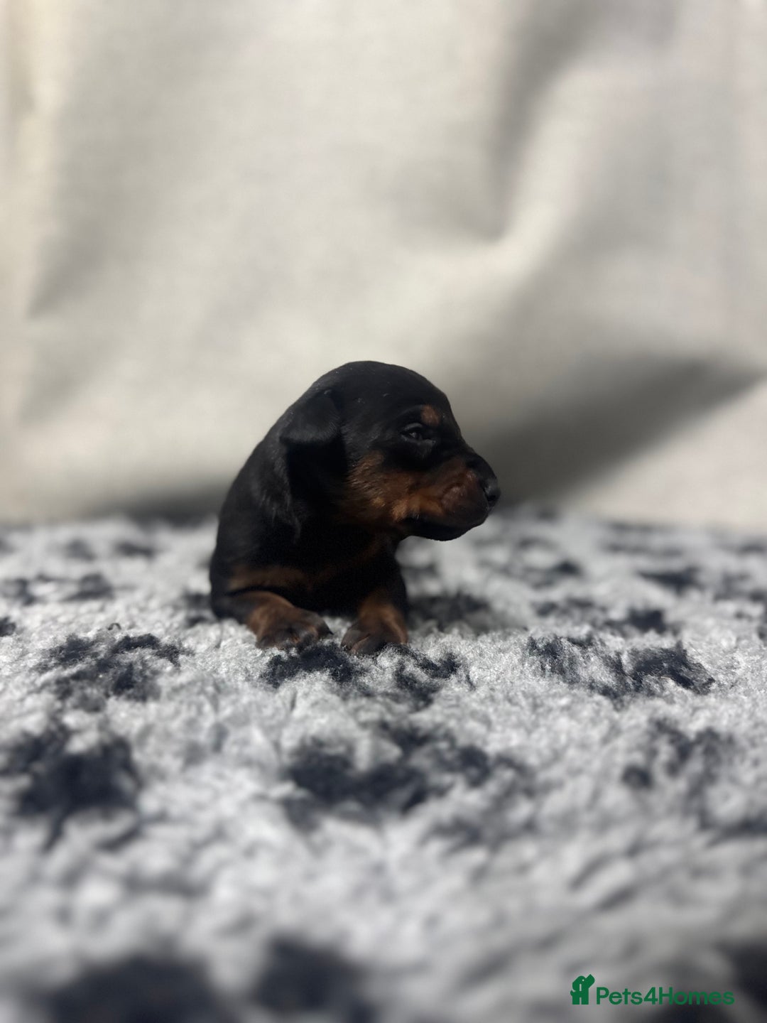 Dobermann dogs for sale: Top quality doberman  - Advert 6