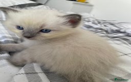 Ragdoll cats for sale: 💙 BLUEPOINT RAGDOLL BOY FOR SALE 💙 - Image 33