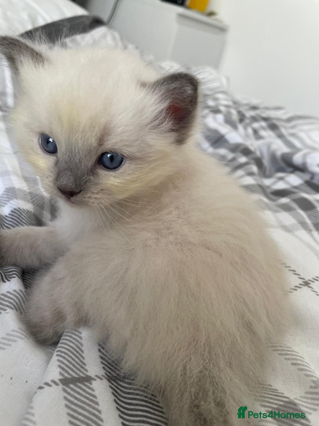 Ragdoll cats for sale: 💙 BLUEPOINT RAGDOLL BOY FOR SALE 💙 - Image 33