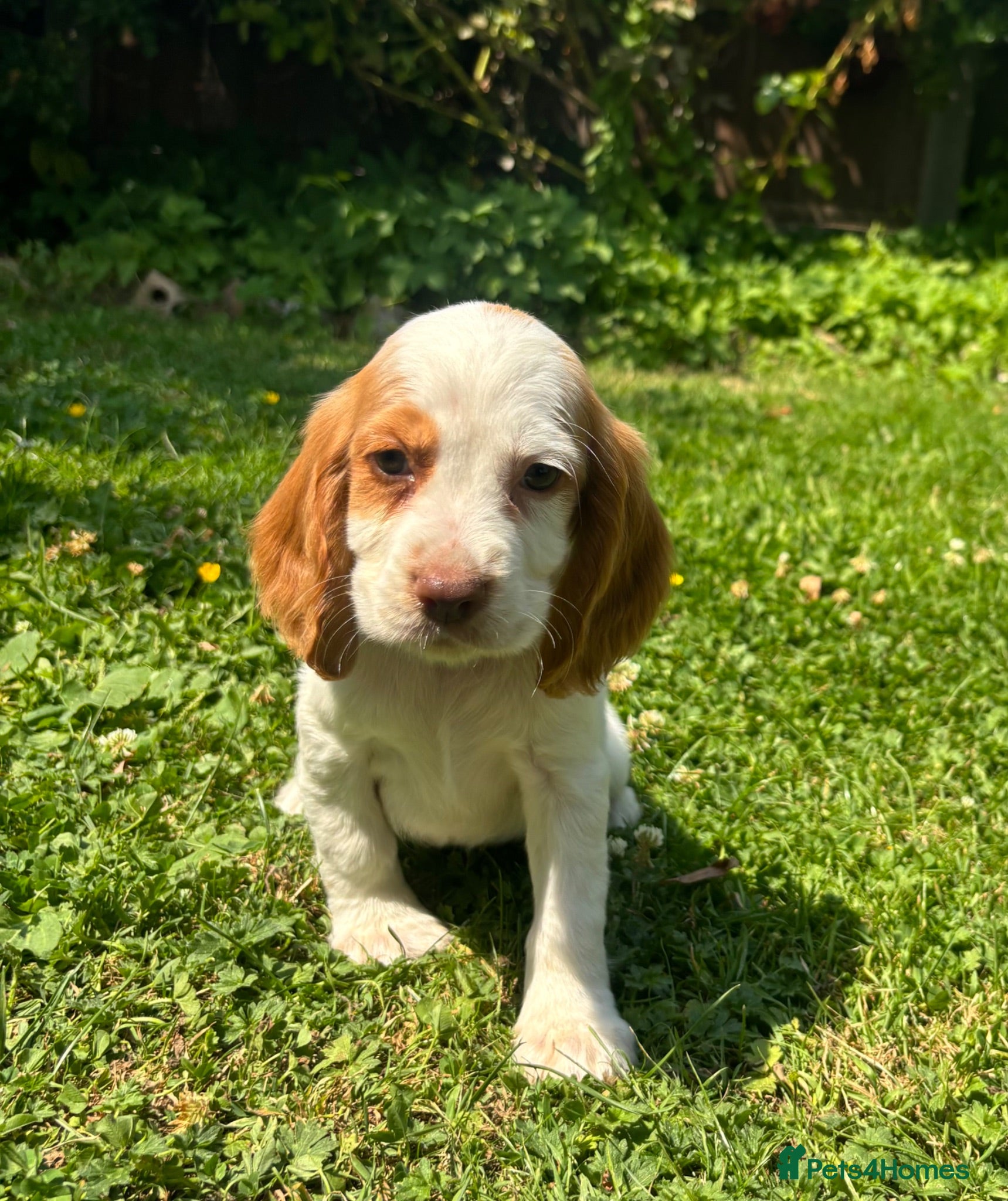 Cocker Spaniel dogs 4 cocker spaniel girls looking for new homes  - Advert 1
