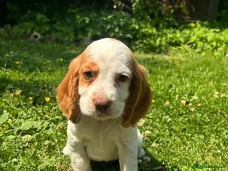 Cocker Spaniel dogs 4 cocker spaniel girls looking for new homes - Advert 1