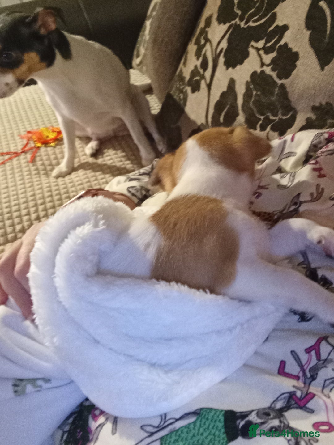 Jack Russell dogs for sale: Puppie Jack russell - Advert 5