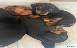 Miniature Dachshund dogs for sale: Just 1 left! KC registered miniature dachshund  - Image 1