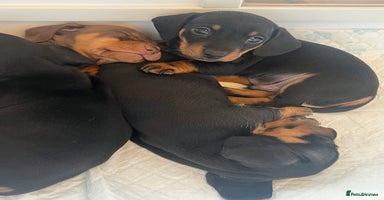 Miniature Dachshund dogs - Advert 1