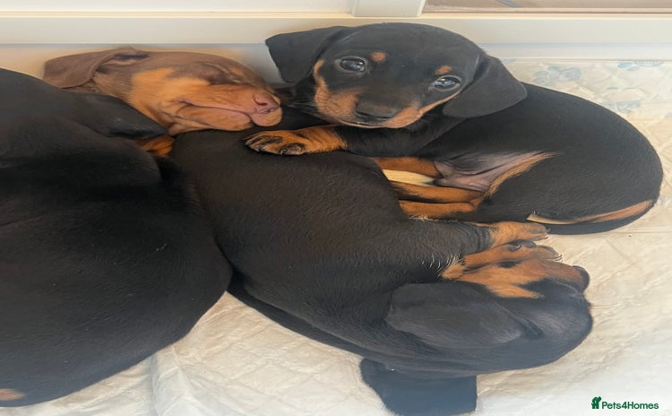 Miniature Dachshund dogs - Advert 2