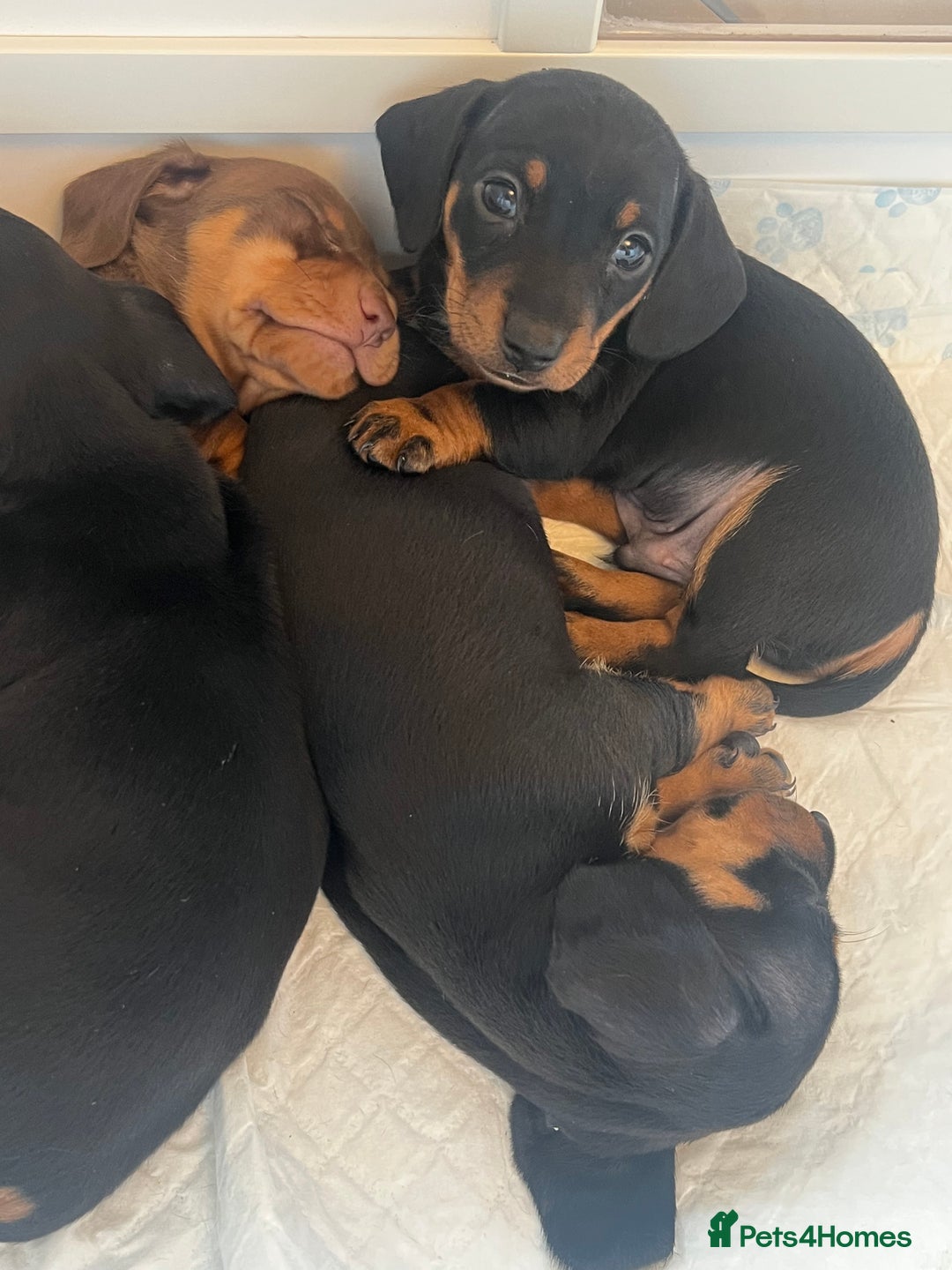 Miniature Dachshund dogs for sale: Just 1 left! KC registered miniature dachshund  - Image 1
