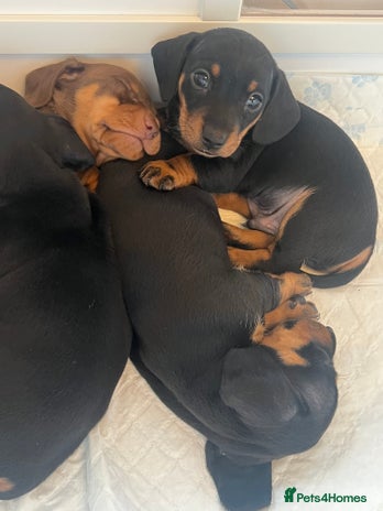 Miniature Dachshund dogs - Advert 7