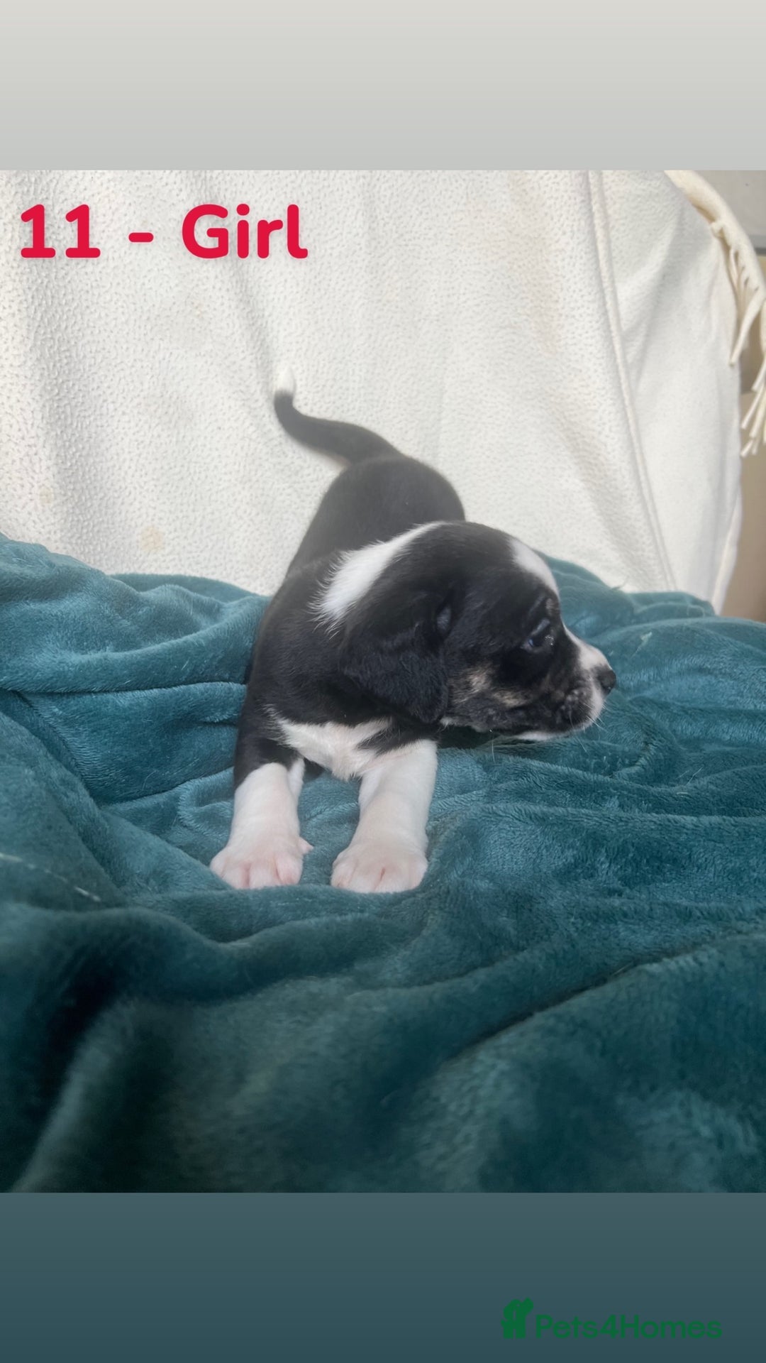Mixed Breed dogs for sale: Old Tyme English Bulldog x Sproodle Puppies - Image 24