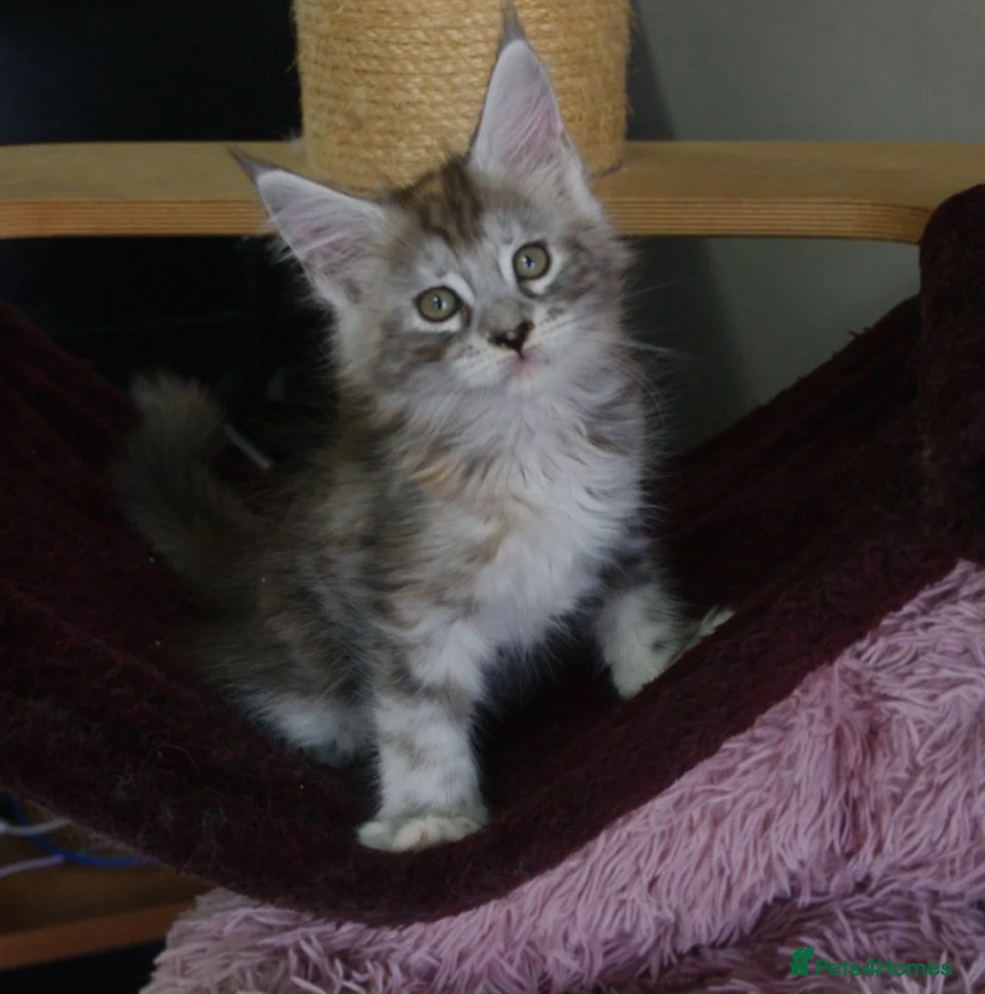 Maine Coon cats for sale: 6 pedigree Mainecoon kittens  - Advert 26