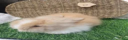 Lionhead rabbits for sale: Double Mane Lionheads - Advert 14