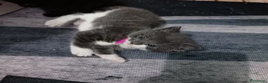 Mixed Breed Kitten 3