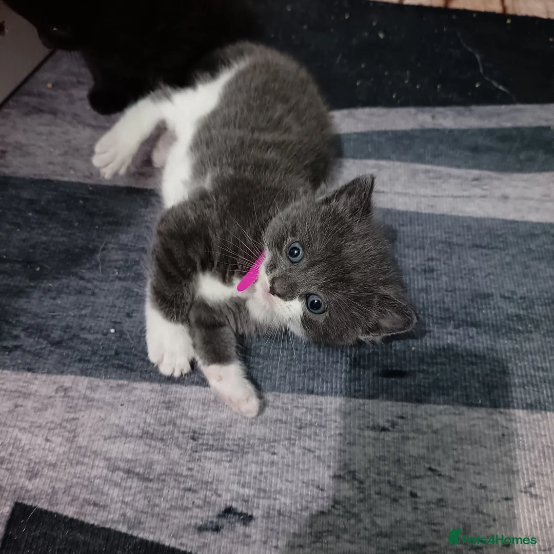 Mixed Breed cats for sale: 3 girl kittens 4 weeks old - Advert 4