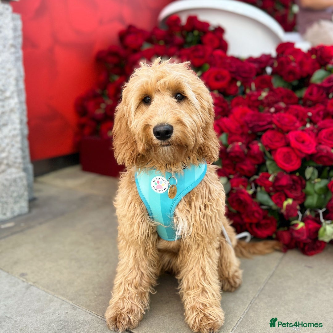 Mini Goldendoodle dogs for sale: F1 pups by POLICE Dog Trainer / Council Licensed  - Image 22