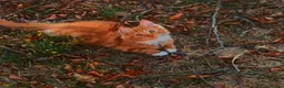 Mixed Breed cats for sale: 1 beautiful ginger kitten male 15 weeks old  - Advert 4