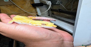Leopard Gecko reptiles - Advert 6