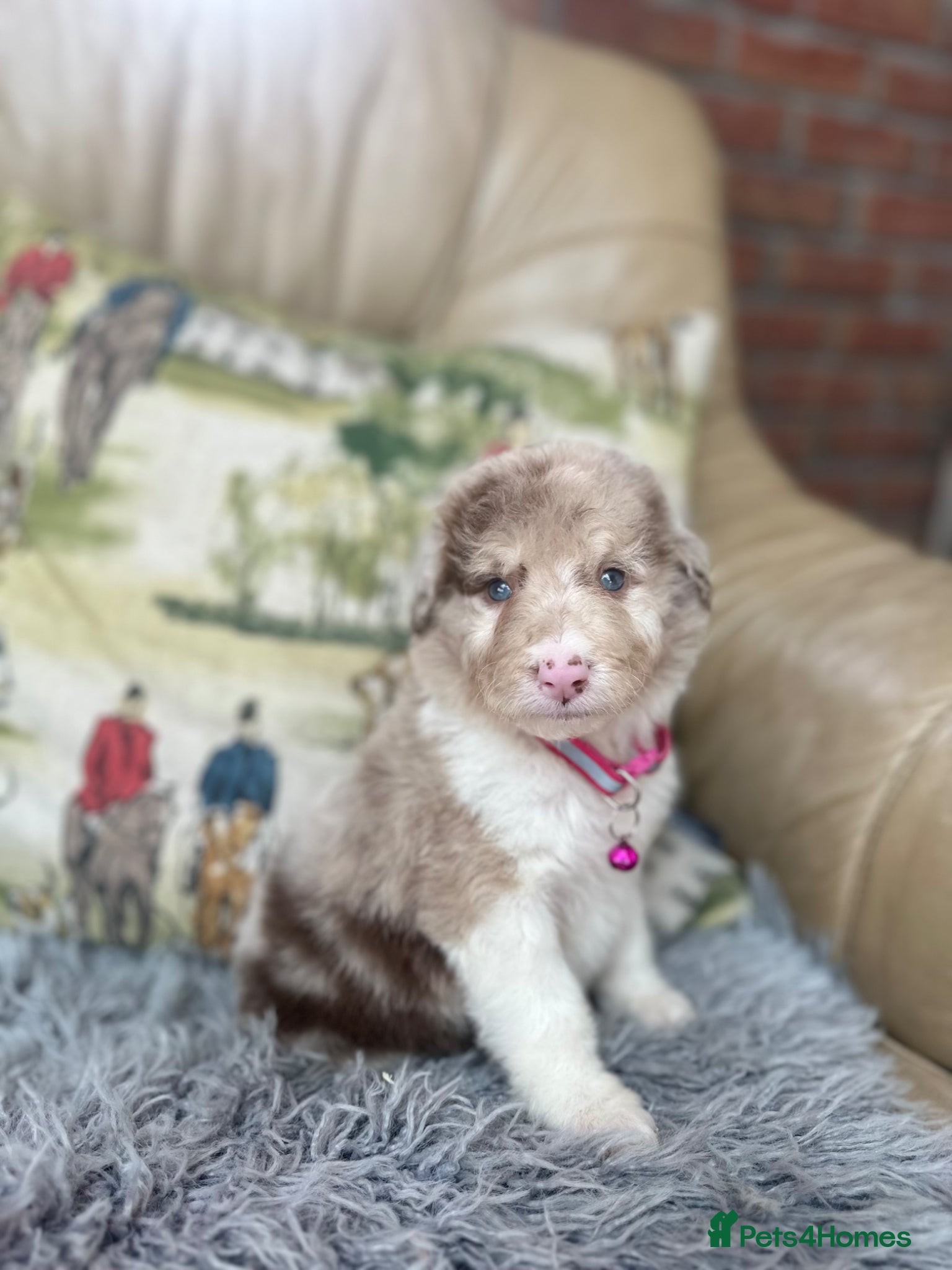 Border Collie dogs Stunning boys and girls - Advert 1