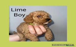 Cavapoo dogs for sale: Beautiful Cavapoo Puppies – 7 Girls & 4 Boys  - Image 9